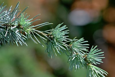 Cedrus atlantica 'Glauca' - cedr atlantský - jarní větévka
